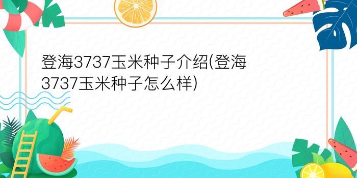 登海3737玉米种子介绍(登海3737玉米种子怎么样)