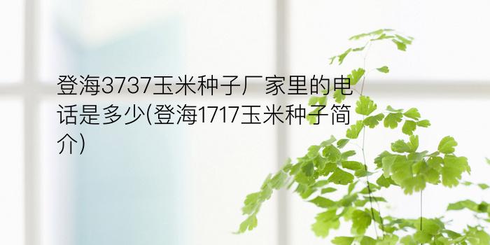 登海3737玉米种子厂家里的电话是多少(登海1717玉米种子简介)