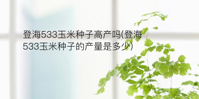 登海533玉米种子高产吗(登海533玉米种子的产量是多少)