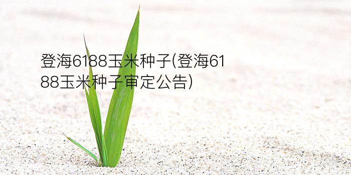 登海6188玉米种子(登海6188玉米种子审定公告)