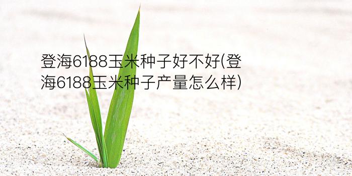 登海6188玉米种子好不好(登海6188玉米种子产量怎么样)