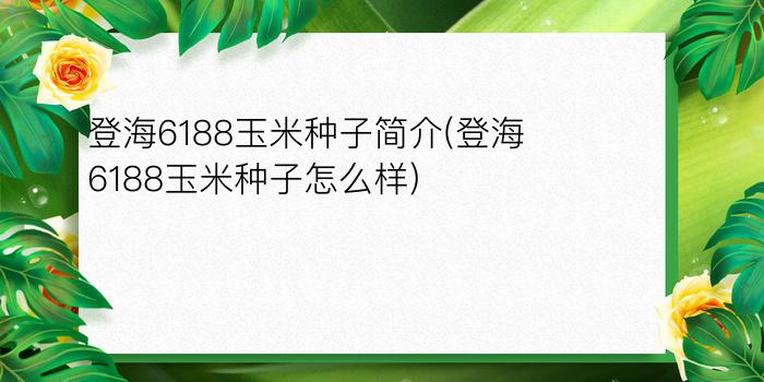 登海6188玉米种子简介(登海6188玉米种子怎么样)