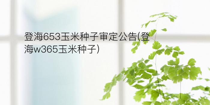 登海653玉米种子审定公告(登海w365玉米种子)