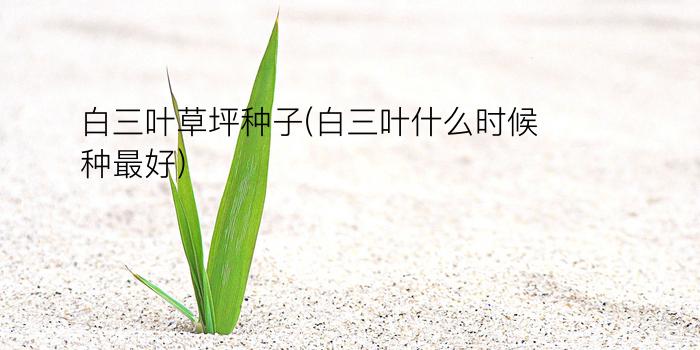 白三叶草坪种子(白三叶什么时候种最好)