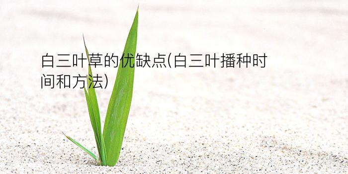 白三叶草的优缺点(白三叶播种时间和方法)