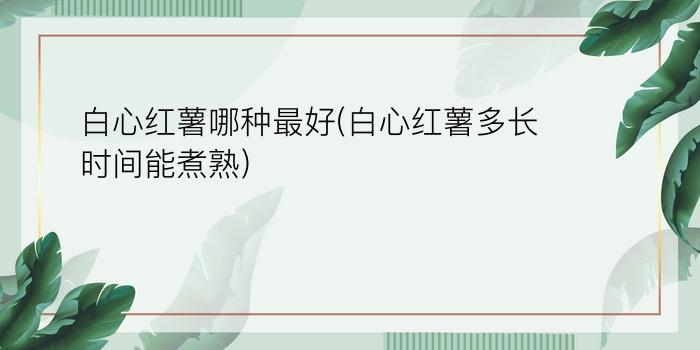 白心红薯哪种最好(白心红薯多长时间能煮熟)