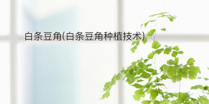 白条豆角(白条豆角种植技术)