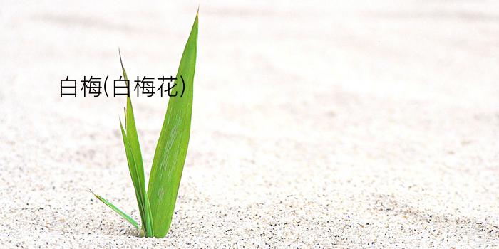 白梅(白梅花)