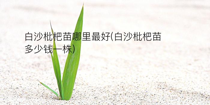 白沙枇杷苗哪里最好(白沙枇杷苗多少钱一株)