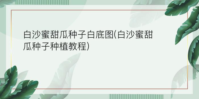 白沙蜜甜瓜种子白底图(白沙蜜甜瓜种子种植教程)