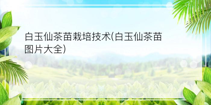 白玉仙茶苗栽培技术(白玉仙茶苗图片大全)