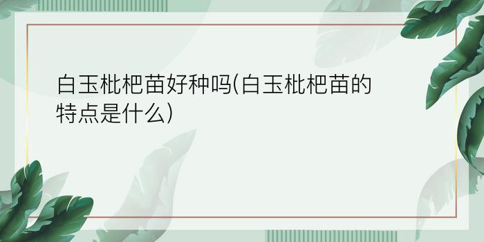 白玉枇杷苗好种吗(白玉枇杷苗的特点是什么)