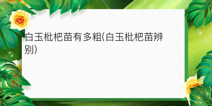 白玉枇杷苗有多粗(白玉枇杷苗辨别)