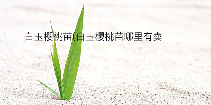 白玉樱桃苗(白玉樱桃苗哪里有卖)