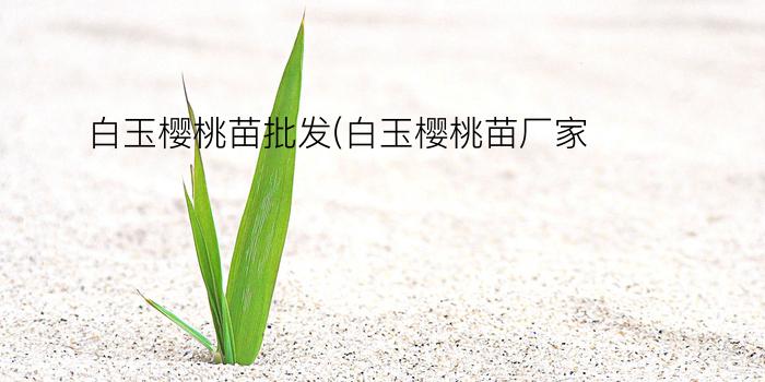 白玉樱桃苗批发(白玉樱桃苗厂家)