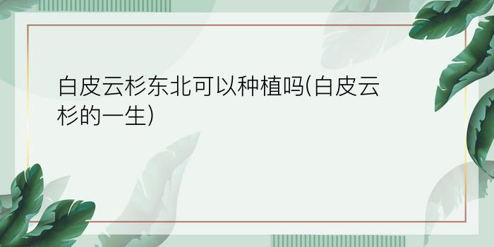 白皮云杉东北可以种植吗(白皮云杉的一生)