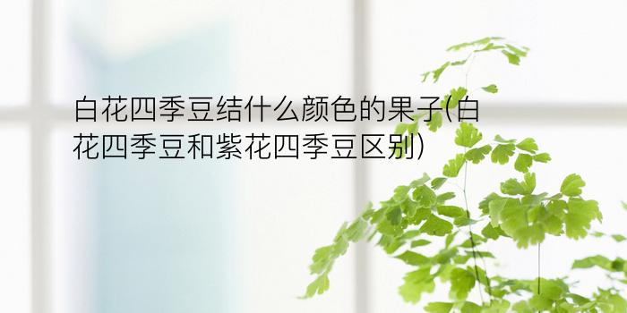 白花四季豆结什么颜色的果子(白花四季豆和紫花四季豆区别)