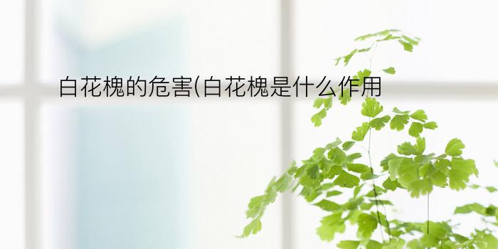 白花槐的危害(白花槐是什么作用)