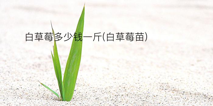 白草莓多少钱一斤(白草莓苗)