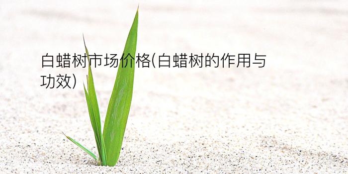 白蜡树市场价格(白蜡树的作用与功效)