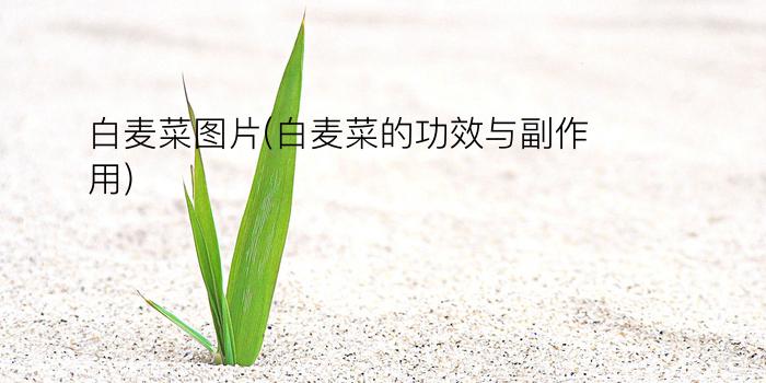 白麦菜图片(白麦菜的功效与副作用)