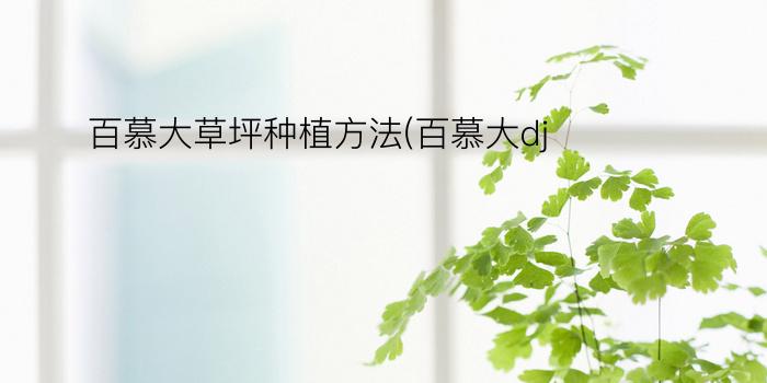 百慕大草坪种植方法(百慕大dj)