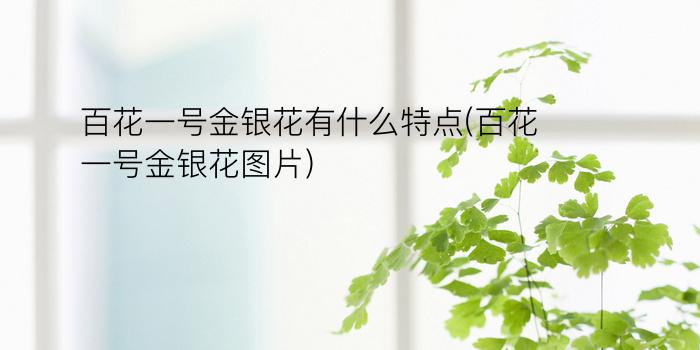 百花一号金银花有什么特点(百花一号金银花图片)