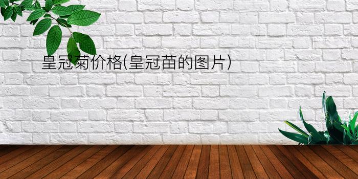 皇冠菊价格(皇冠苗的图片)