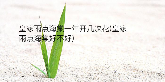 皇家雨点海棠一年开几次花(皇家雨点海棠好不好)