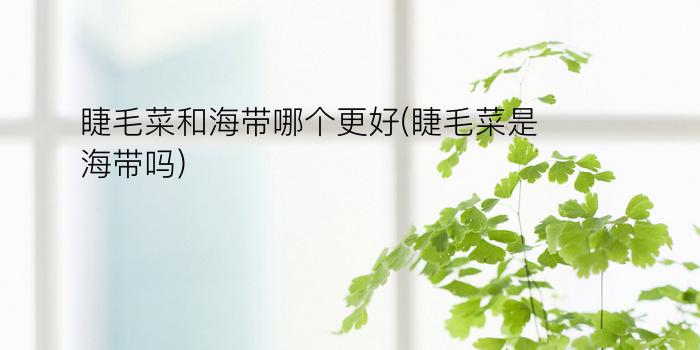 睫毛菜和海带哪个更好(睫毛菜是海带吗)