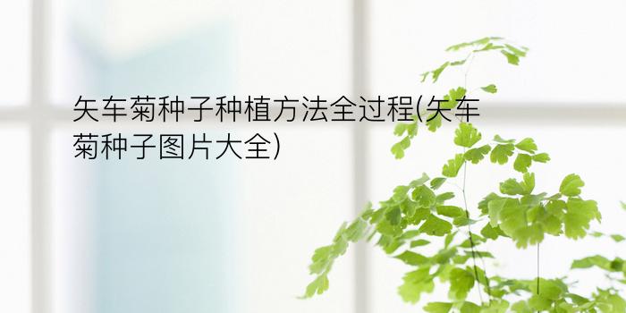 矢车菊种子种植方法全过程(矢车菊种子图片大全)