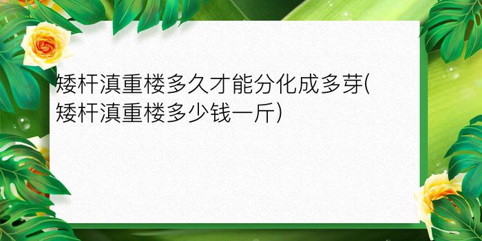 矮杆滇重楼多久才能分化成多芽(矮杆滇重楼多少钱一斤)