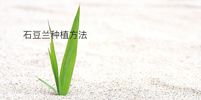 石豆兰种植方法