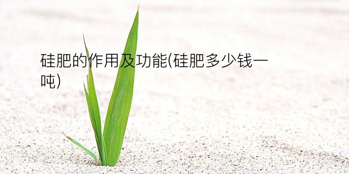 硅肥的作用及功能(硅肥多少钱一吨)