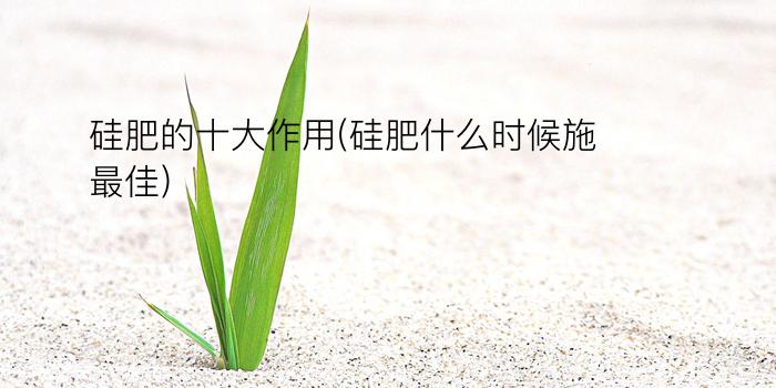 硅肥的十大作用(硅肥什么时候施最佳)