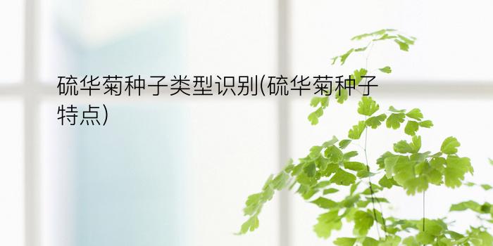 硫华菊种子类型识别(硫华菊种子特点)