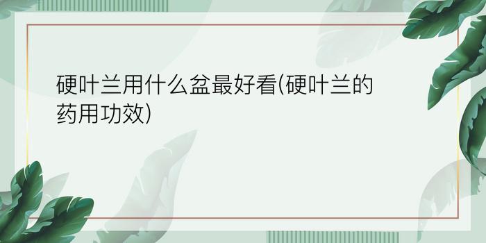 硬叶兰用什么盆最好看(硬叶兰的药用功效)