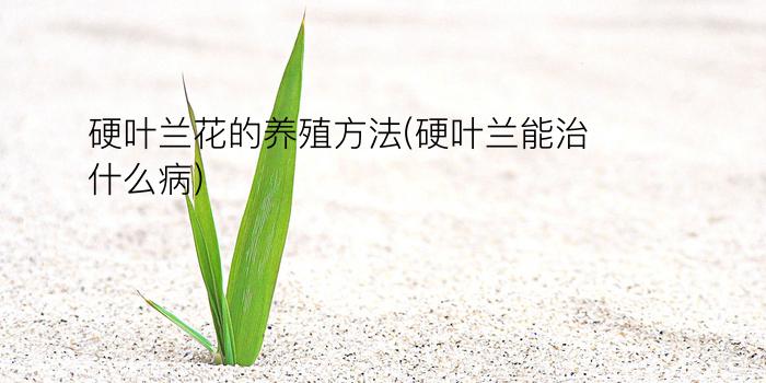 硬叶兰花的养殖方法(硬叶兰能治什么病)