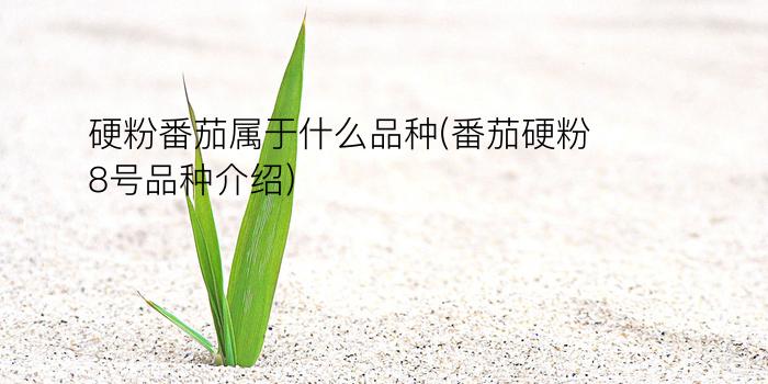 硬粉番茄属于什么品种(番茄硬粉8号品种介绍)