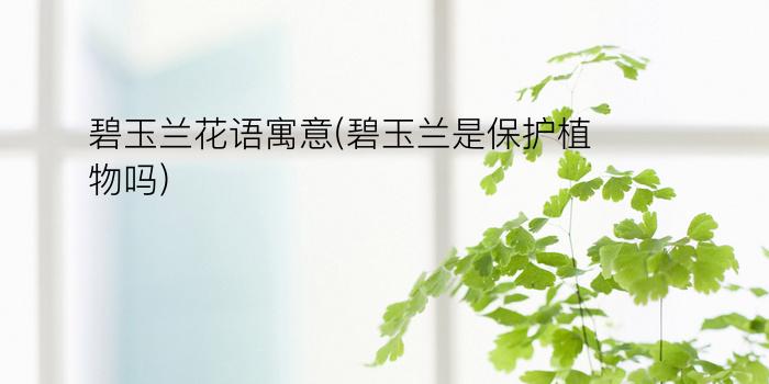 碧玉兰花语寓意(碧玉兰是保护植物吗)