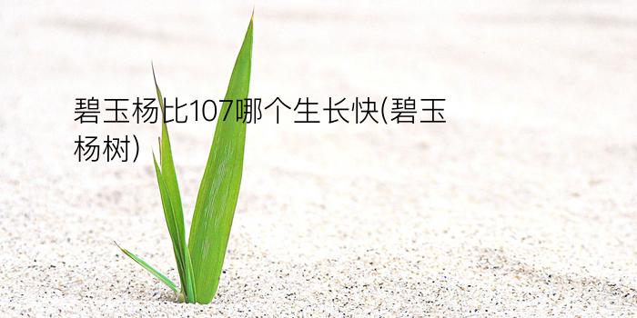 碧玉杨比107哪个生长快(碧玉杨树)