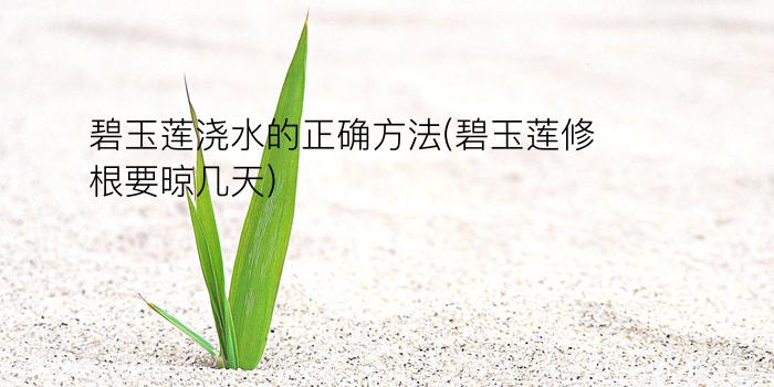 碧玉莲浇水的正确方法(碧玉莲修根要晾几天)