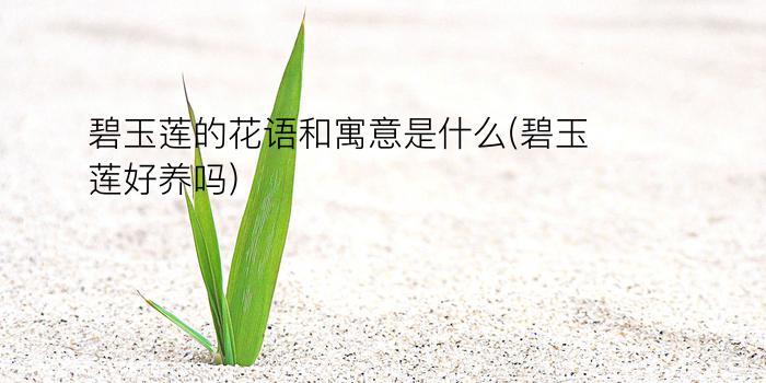 碧玉莲的花语和寓意是什么(碧玉莲好养吗)