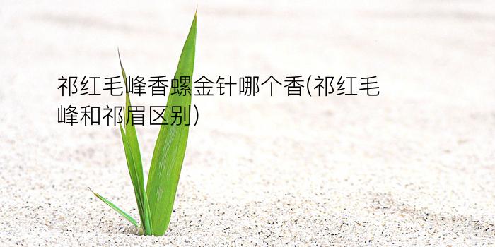 祁红毛峰香螺金针哪个香(祁红毛峰和祁眉区别)