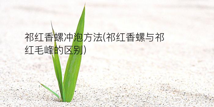 祁红香螺冲泡方法(祁红香螺与祁红毛峰的区别)