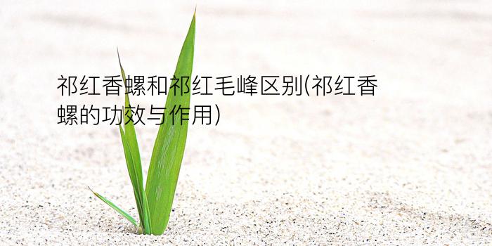 祁红香螺和祁红毛峰区别(祁红香螺的功效与作用)