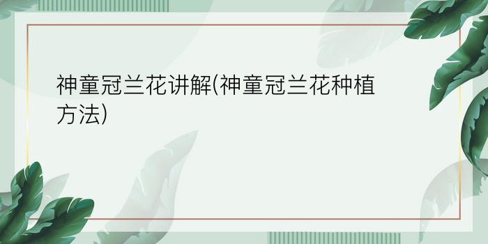 神童冠兰花讲解(神童冠兰花种植方法)