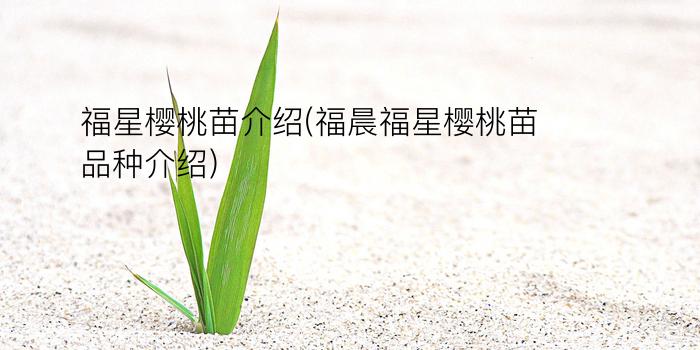 福星樱桃苗介绍(福晨福星樱桃苗品种介绍)