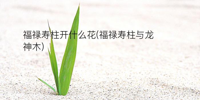 福禄寿柱开什么花(福禄寿柱与龙神木)