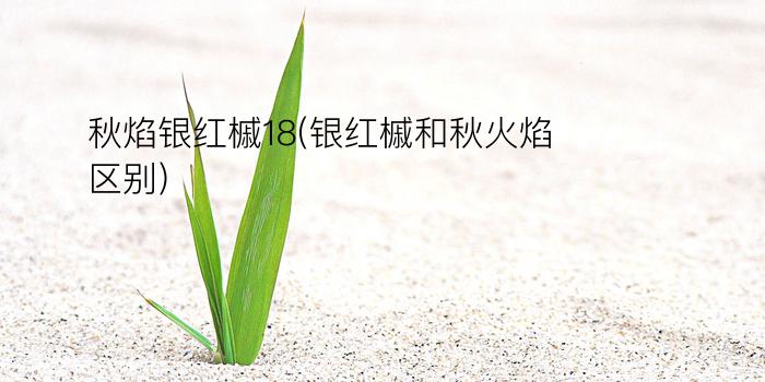 秋焰银红槭18(银红槭和秋火焰区别)